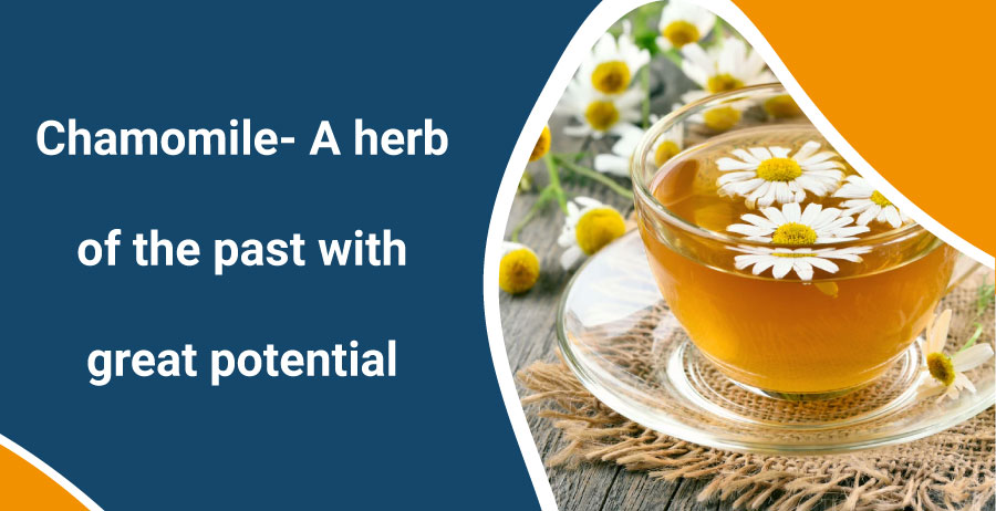 Chamomile- A herb of the past with great potential