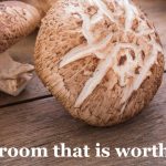 Mushroom that is worth buying