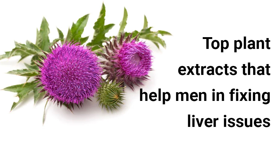 Top plant extracts that help men in fixing liver issues