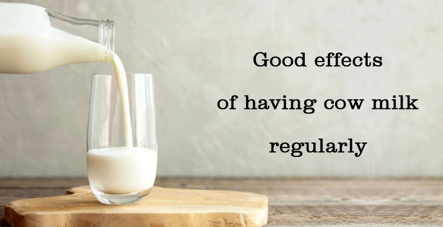Good effects of having cow milk regularly